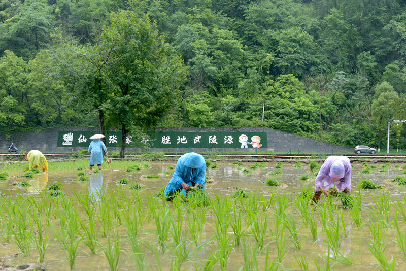 端午假期冒雨插秧，張家界黃龍洞景區(qū)生態(tài)田園農(nóng)事忙