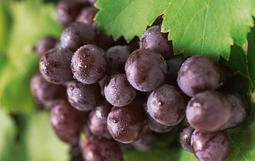 “葡萄美酒夜光杯”，敦煌陽(yáng)關(guān)葡萄最甜美