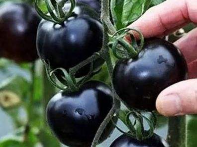 快看！蘭州新區(qū)高優(yōu)新特圣女果“黑羅漢”成熟待摘