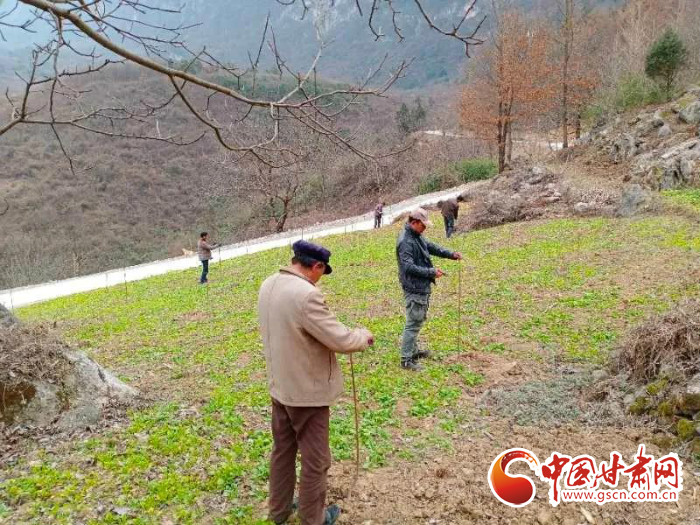 【甘肅全民戰(zhàn)“疫”】戰(zhàn)“疫”中，隴南稻坪的春天