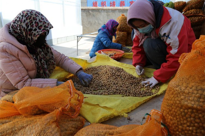 了不起！甘肅定西馬鈴薯良種出口7個(gè)國家