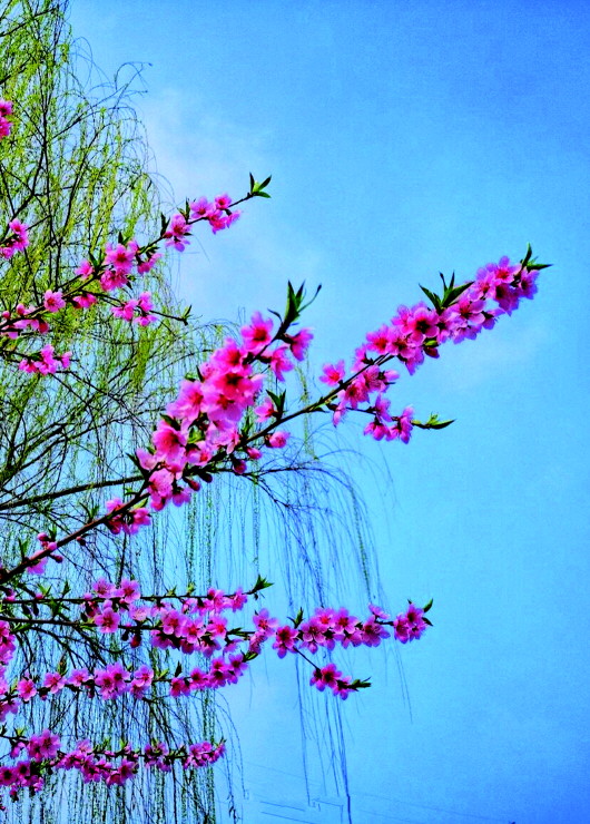 銅城桃花嫵媚綻放！君莫宅家辜負(fù)春光美景