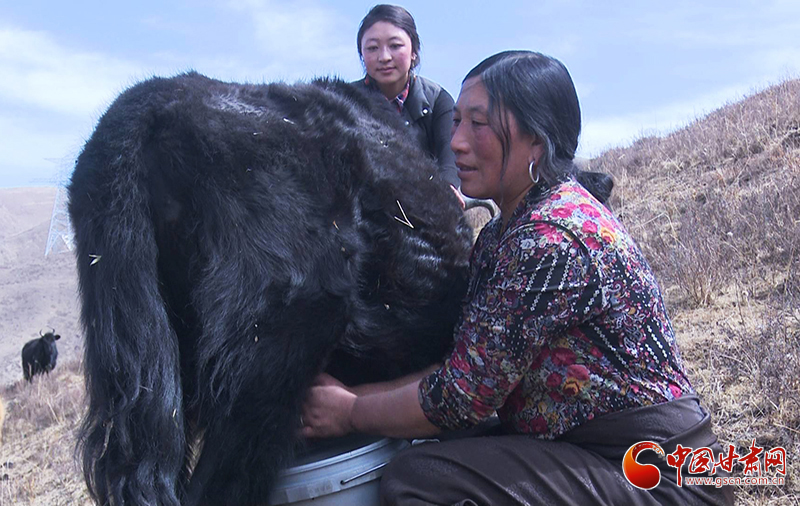 甘肅合作：高原上盛開了一朵美麗的“格?；ā保▓D）