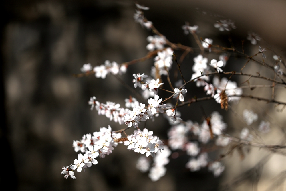 海報(bào)|花開隴原，甘肅這些景區(qū)正在復(fù)蘇！