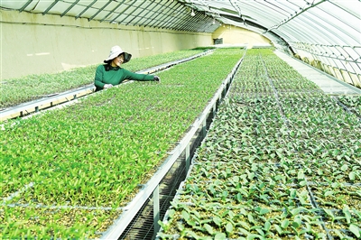 臨夏市農(nóng)業(yè)技術推廣服務中心培育10多萬株菜苗相繼上市