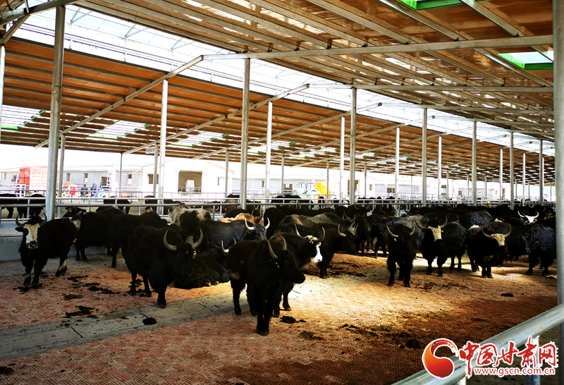 【甘肅省決戰(zhàn)決勝脫貧攻堅(jiān)】農(nóng)牧結(jié)合養(yǎng)起“脫貧?！?產(chǎn)業(yè)增效共唱“致富歌”