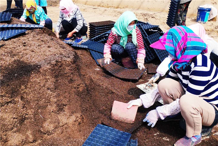 【甘肅省決戰(zhàn)決勝脫貧攻堅】永昌：高原夏菜多一季 農(nóng)民增收多一份