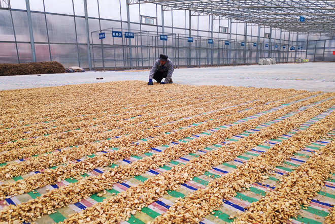 【甘肅省決戰(zhàn)決勝脫貧攻堅(jiān)】天津幫忙建扶貧車(chē)間為會(huì)寧中藥材產(chǎn)業(yè)強(qiáng)筋骨