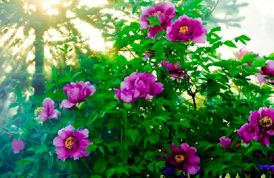 【“甘味”故事】“百花王”駕到！國色傾城正當(dāng)時