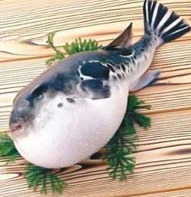 蘭州市市場監(jiān)督管理局發(fā)布通告禁止違法加工、經(jīng)營河豚魚