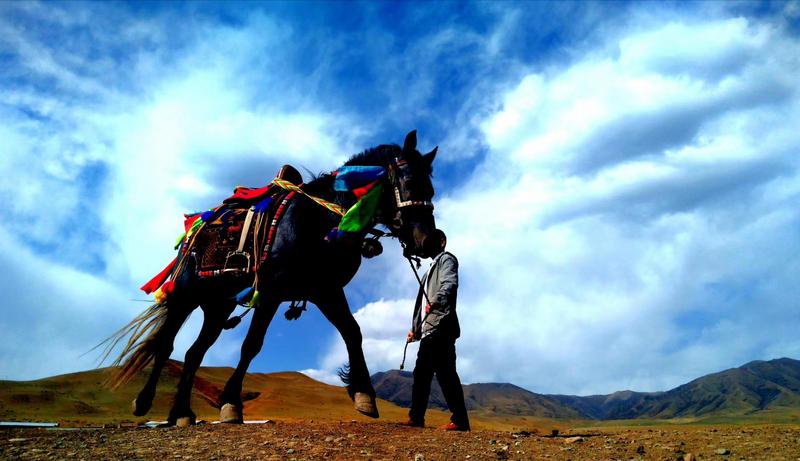 好消息！天祝被命名為“中國高原走馬之鄉(xiāng)”
