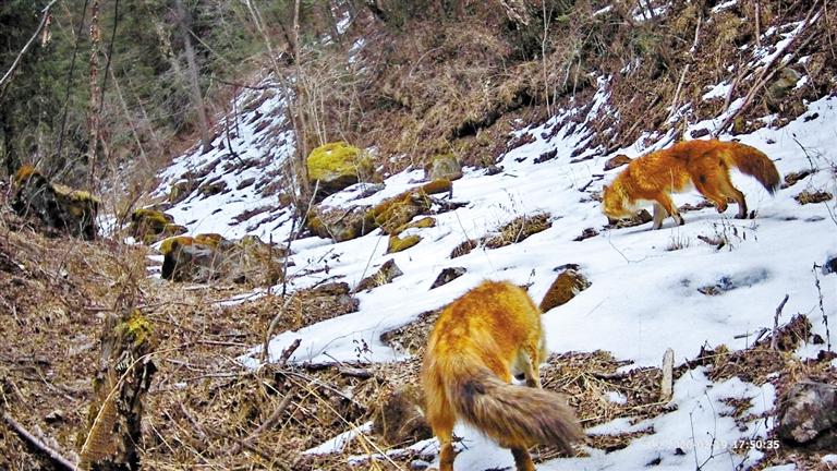 連城自然保護(hù)區(qū)首次發(fā)現(xiàn)國家二級保護(hù)動(dòng)物豺