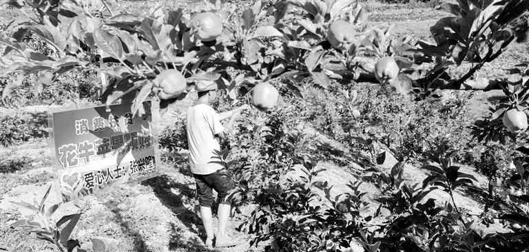 “于堡村果園”開張記——認購“一棵樹”，結(jié)出“致富果”