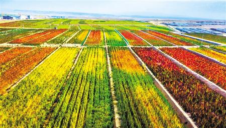 拉開(kāi)架勢(shì)興產(chǎn)業(yè)——武威天?？h發(fā)展特色農(nóng)業(yè)綜述