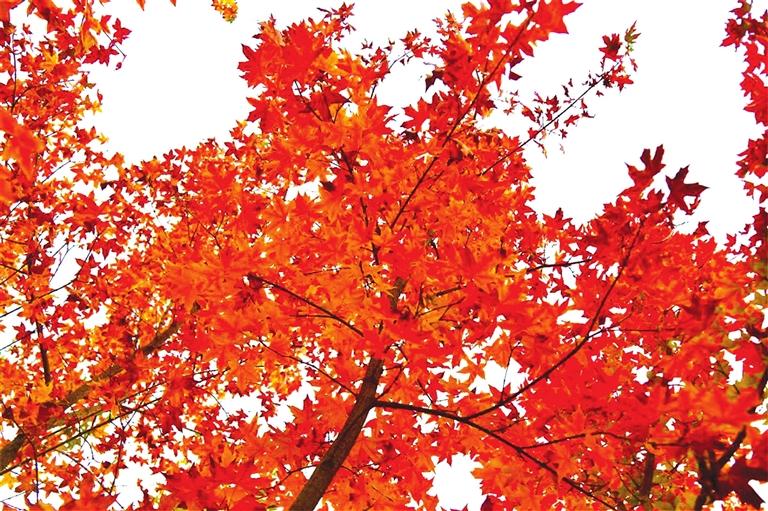 出彩啦！蘭州高校秋景驚艷來襲，快到秋日調(diào)色盤里pick你的母校