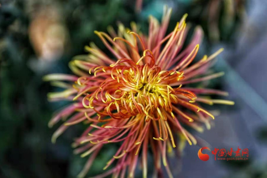 十五年，鍥而不舍終夢(mèng)圓——寫(xiě)在蘭州市入選全國(guó)文明城市之際