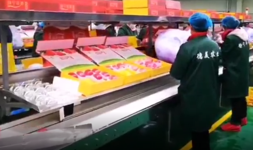 【獨(dú)家視頻】快訊丨甘肅省委副書(shū)記、代省長(zhǎng)任振鶴在靜寧縣調(diào)研蘋(píng)果產(chǎn)業(yè)發(fā)展