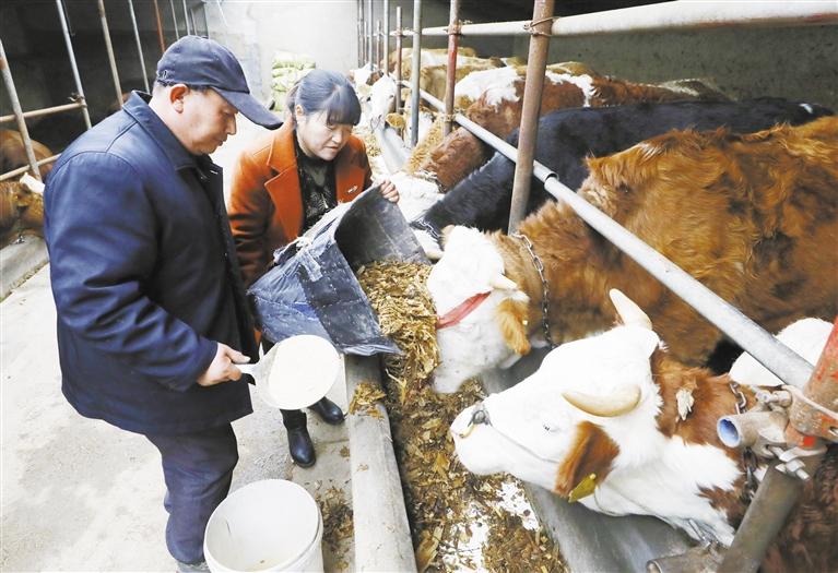 我和我的家鄉(xiāng)丨定西臨洮縣黨家墩村：“牛”產(chǎn)業(yè)帶來(lái)“?！比兆?>
        </a><em>我和我的家鄉(xiāng)丨定西臨洮縣黨家墩村：“牛”產(chǎn)業(yè)帶來(lái)“?！比兆?/em></li>
    <li><a  target=