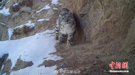 精靈漫步！甘肅阿克塞祁連山深處現(xiàn)雪豹身影