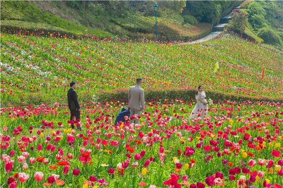 花海間，拍上一組美美的婚紗照。羅云希 攝