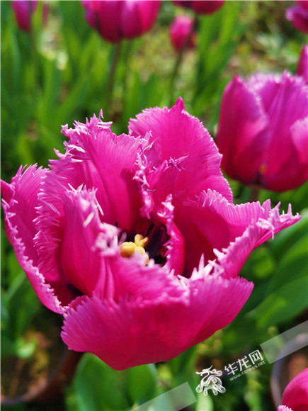 特色郁金香品種，花邊呈鋸齒狀。華龍網(wǎng)—新重慶客戶端記者 舒婷 攝