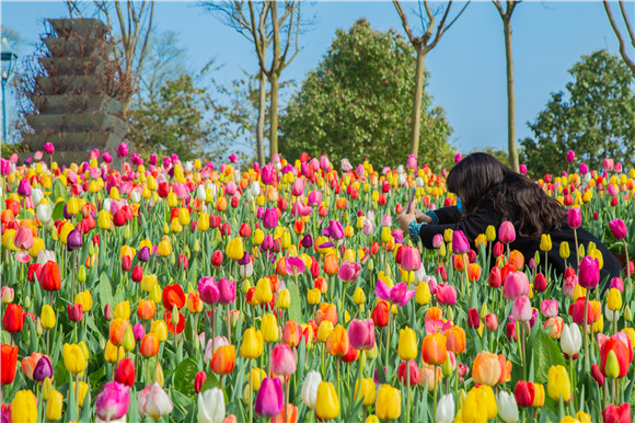 五顏六色郁金香花海。羅云希 攝