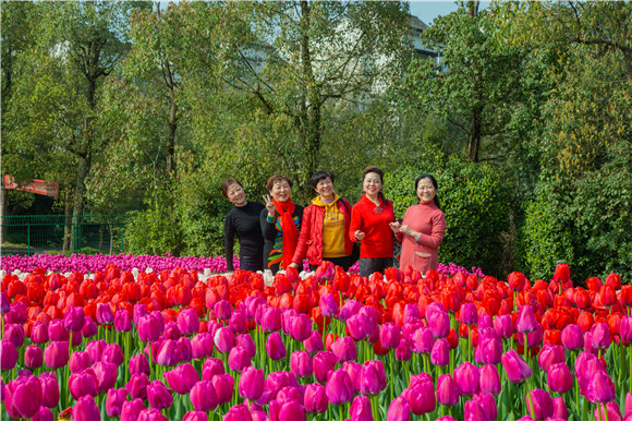 游客在郁金香花海里拍照打卡。羅云希 攝