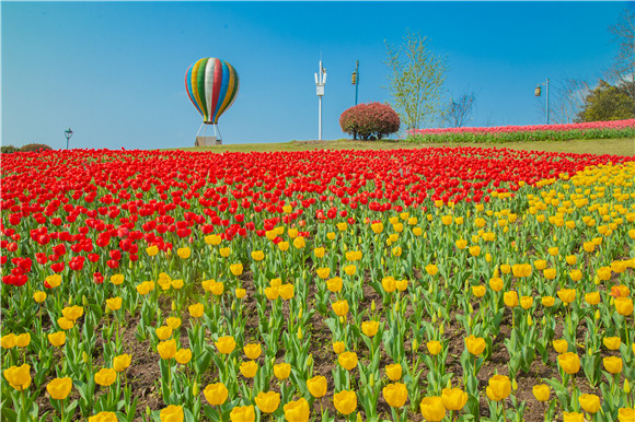 長(zhǎng)壽湖郁金香開(kāi)得正好。羅云希 攝