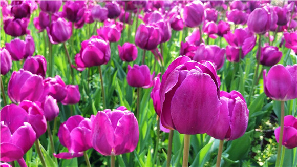 紫色郁金香。華龍網(wǎng)—新重慶客戶端袁舒含 攝