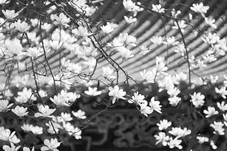 天水雙玉蘭堂，吟杜甫詩 煎泉水茶 賞白石書法