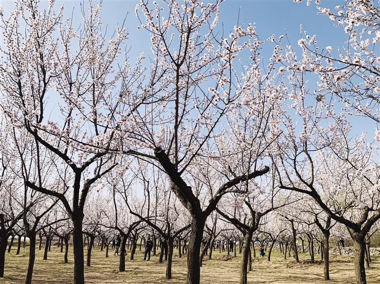 唐汪川的杏花開(kāi)了！周邊游再添好去處