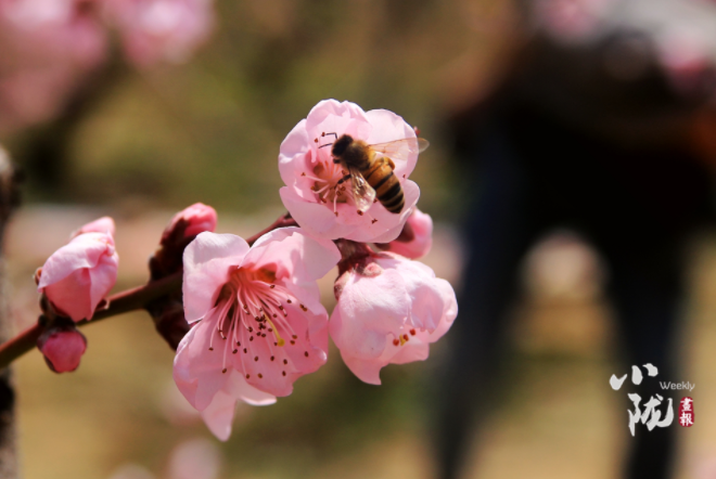 【小隴畫報·113期】最美人間四月天，灼灼桃花映秦安