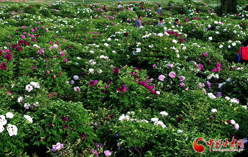 閱盡繁花盛景！定西文旅邀您共赴“紫斑牡丹”之約