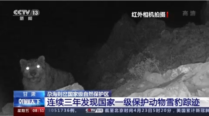 “大貓”出沒！甘肅尕海則岔保護(hù)區(qū)連續(xù)三年發(fā)現(xiàn)雪豹蹤跡