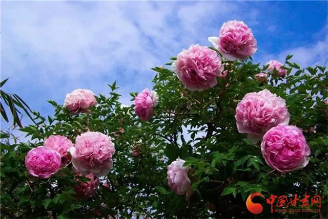 【五一游甘肅】暢游“臨洮縣紫斑牡丹文化旅游節(jié)”，這份攻略請收下！