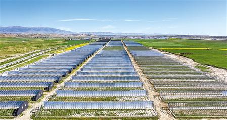 武威天?？h松山鎮(zhèn)德吉新村秀珍菇科技產(chǎn)業(yè)園初具規(guī)模