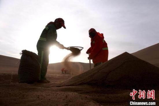 圖為“駱駝保姆”用土方法清理駝糞?！垥粤?攝