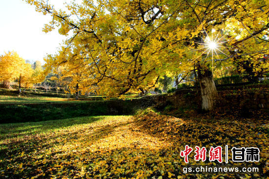 隴南徽縣銀杏樹最美的時候，當(dāng)屬每年的10月至11月。圖為樹葉已染黃的銀杏樹。張承榮 攝