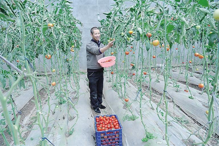 臨夏縣尹集、刁祁鎮(zhèn)易地扶貧搬遷后續(xù)產(chǎn)業(yè)園有日光溫室534座