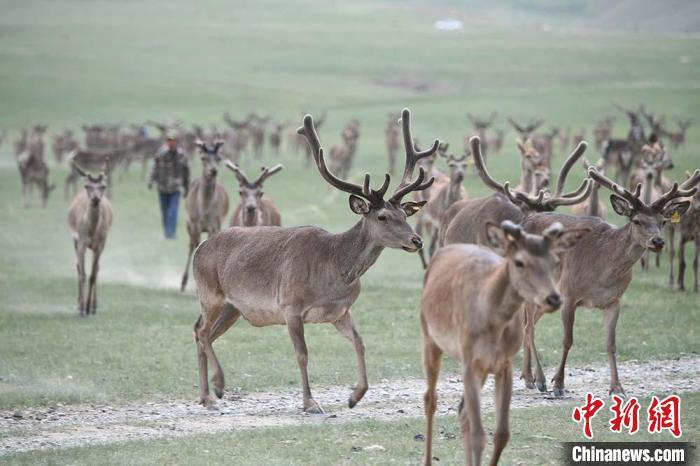圖為肅南縣馬鹿養(yǎng)殖場內(nèi)的鹿群?！钇G敏 攝
