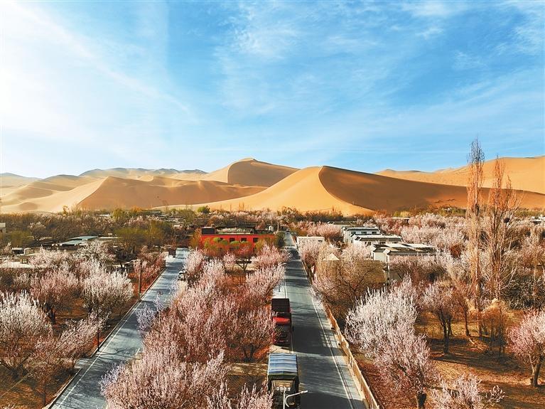 近日，敦煌鳴沙山下的李廣杏杏花陸續(xù)開放，美如畫卷。新甘肅·甘肅日報通訊員　張曉亮