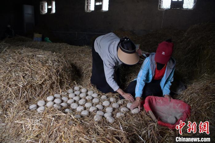 酒曲成型之后入曲房，入室之前要灑水，再鋪青稞草，防止曲塊的水分被吸走，曲房內(nèi)有通風道、窗戶、暖氣、電熱爐等各種控制曲房溫度的設(shè)備。圖為5月10日，工作人員將成型的曲塊搬運到曲房。九美旦增　攝
