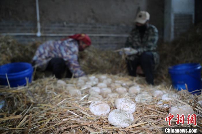 酒曲從曲坯入房培養(yǎng)到培養(yǎng)結(jié)束，整個培養(yǎng)周期控制在4至8天，曲坯的要求光滑，軟硬適宜，手按曲坯不松散，結(jié)實，薄厚一致。圖為5月10日，工作人員準備將培養(yǎng)好的曲坯拿到外面晾曬。九美旦增　攝