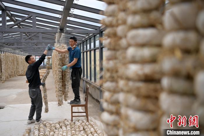 圖為5月10日，工作人員將用青稞面和青稞草等制成的曲坯用繩子串起來晾曬。九美旦增　攝