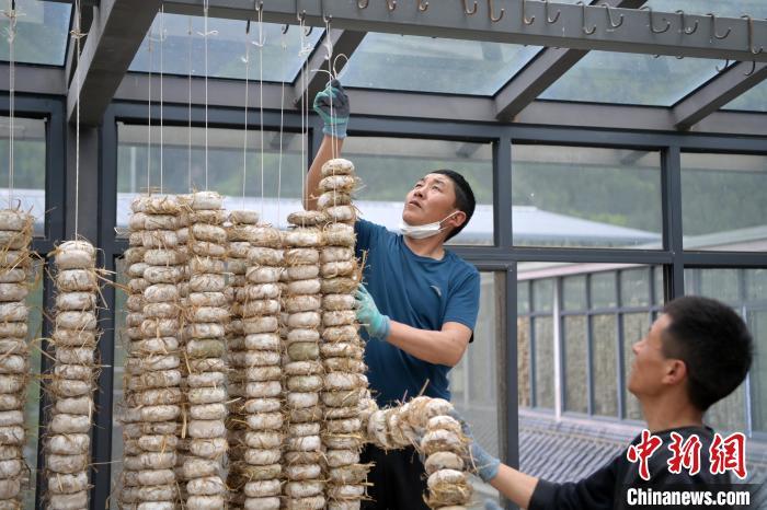 圖為5月10日，工作人員將用青稞面和青稞草等制成的曲坯用繩子串起來晾曬。九美旦增　攝