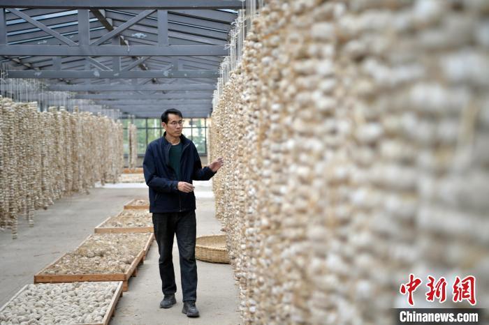 圖為5月10日，工作人員檢查晾曬的曲胚。九美旦增　攝