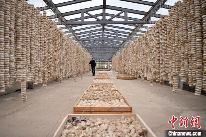 圖為5月10日，工作人員檢查晾曬的曲胚。九美旦增　攝