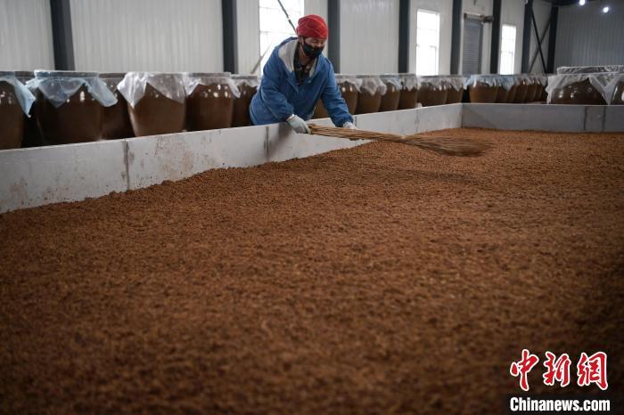 圖為5月10日，工作人員整理鋪撒的酒醅。九美旦增　攝