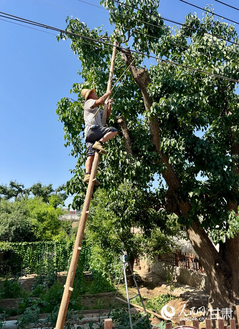 什川古梨園果農(nóng)魏至玉正踩著蜈蚣梯修剪自家的百年梨樹。人民網(wǎng)記者 焦隆攝
