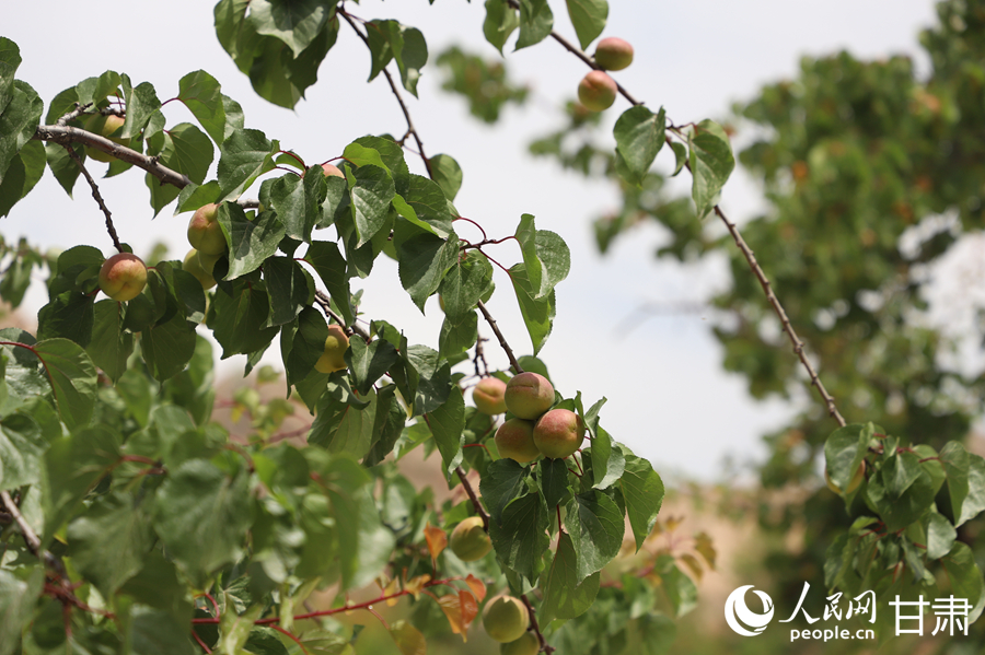 蘭溝村百畝杏林的杏子即將成熟。人民網(wǎng)記者 焦隆攝